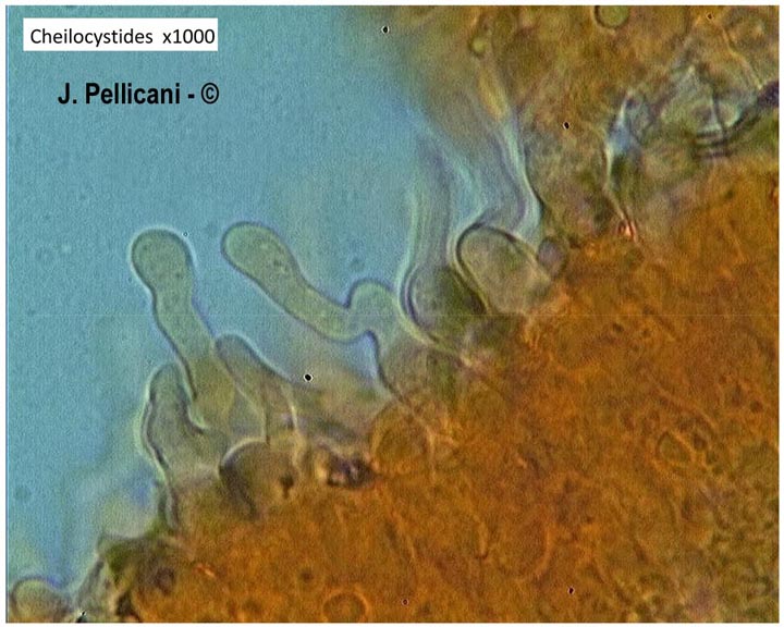 Ramicola haustellaris