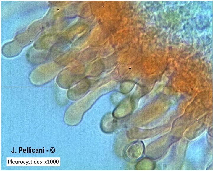 Ramicola haustellaris