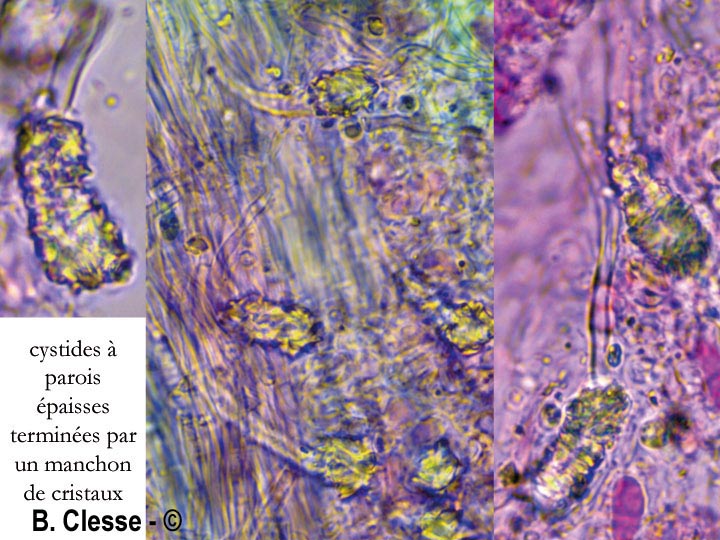 Rigidoporus obducens (Oxyporus obducens)