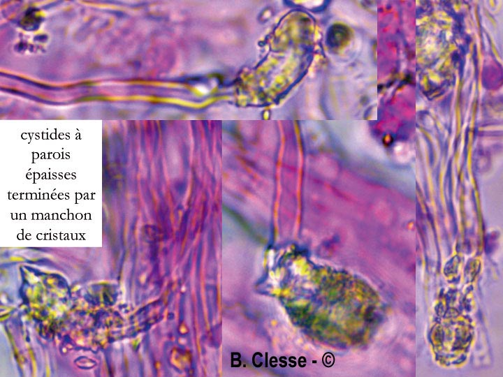 Rigidoporus obducens (Oxyporus obducens)