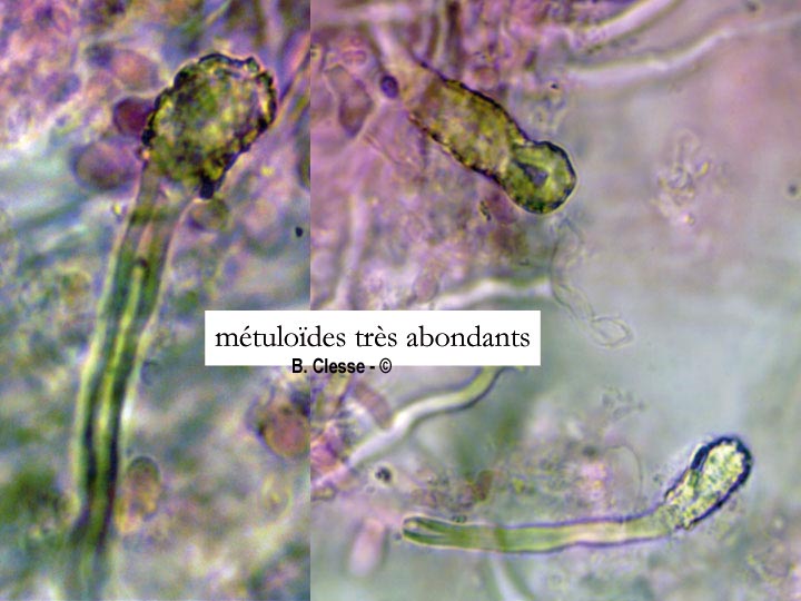 Steccherinum nitidum (Junghuhnia nitida)