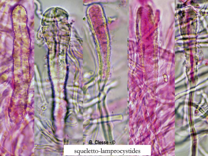 Steccherinum nitidum (Junghuhnia nitida)