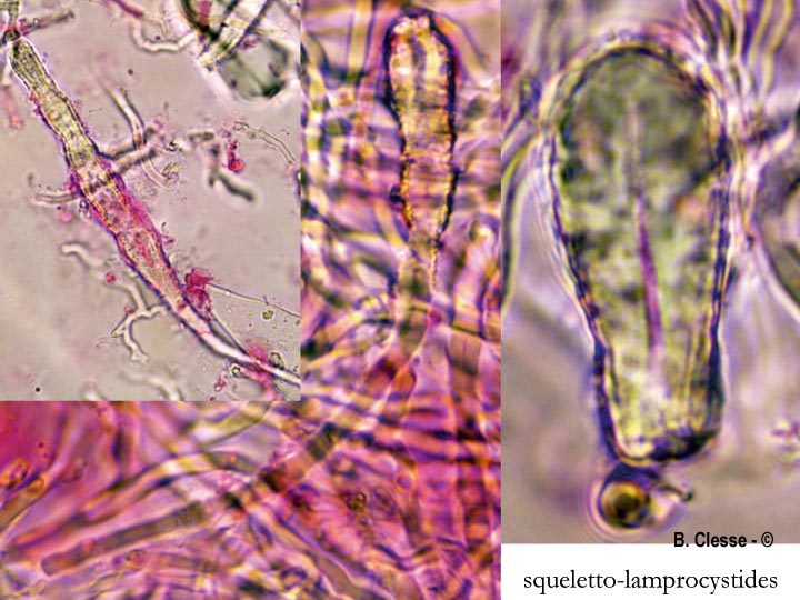 Steccherinum nitidum (Junghuhnia nitida)