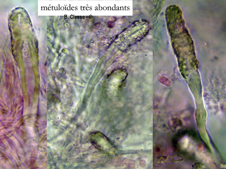 Steccherinum nitidum (Junghuhnia nitida)