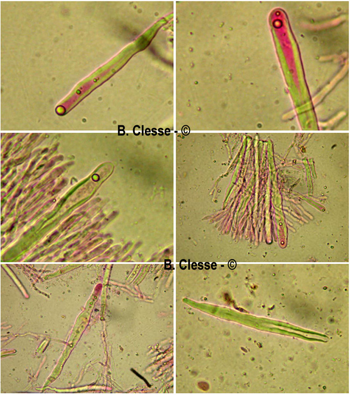 Stereum gausapatum