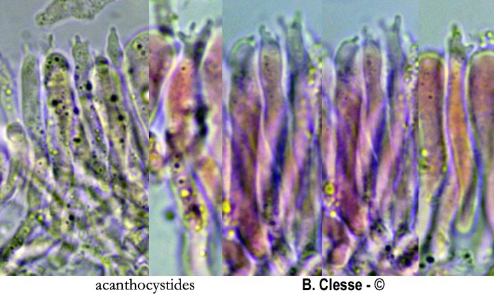 Stereum rugosum