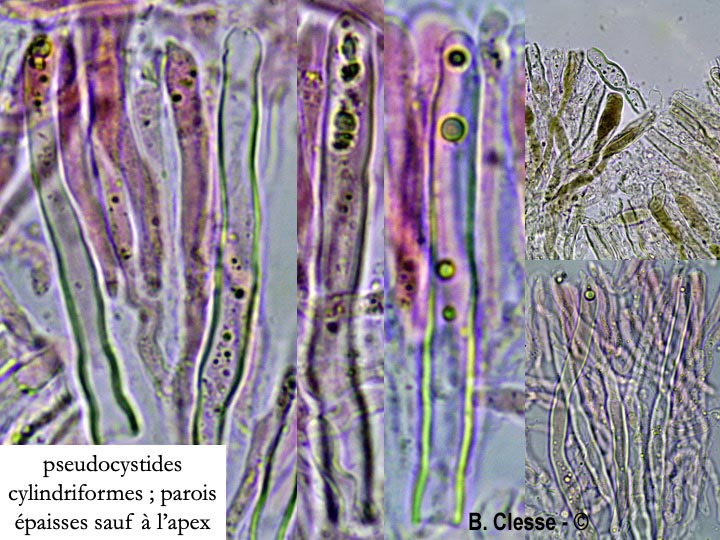 Stereum rugosum