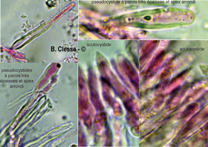 Stereum subtomentosum