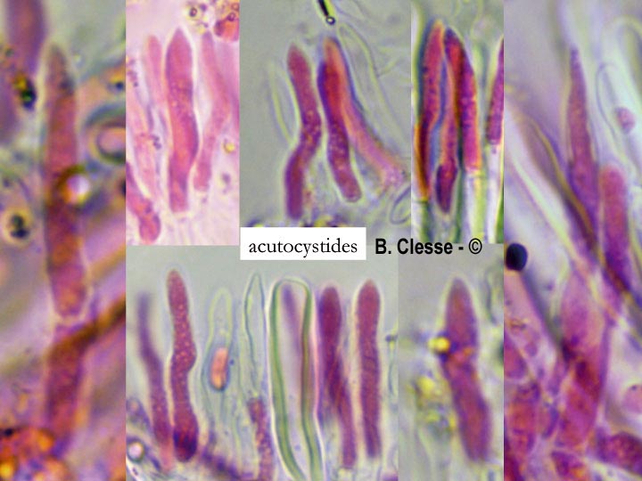 Stereum subtomentosum