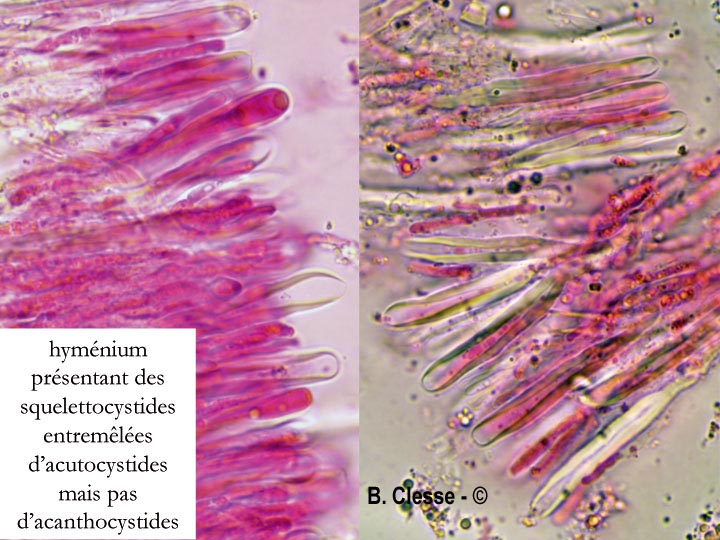 Stereum subtomentosum