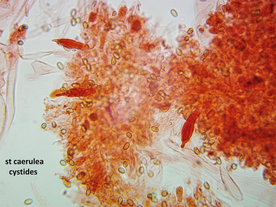 Stropharia caerulea (Stropharia cyanea)