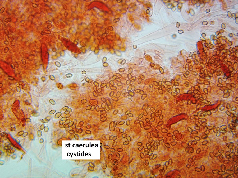 Stropharia caerulea (Stropharia cyanea)