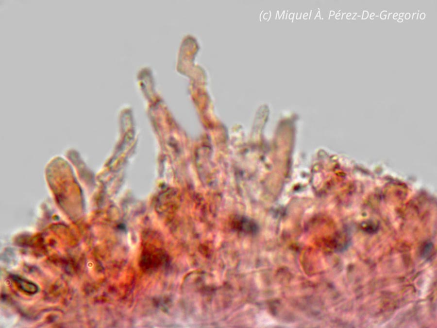 Trichocybe puberula
