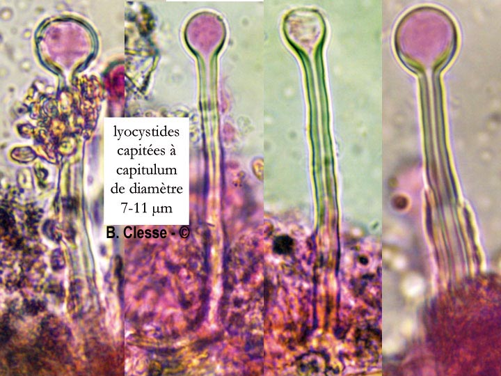 Tubulicrinis accedens
