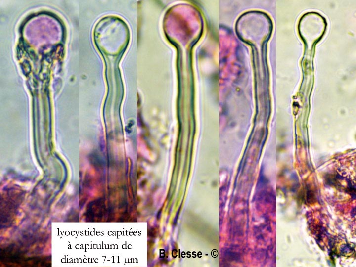 Tubulicrinis accedens