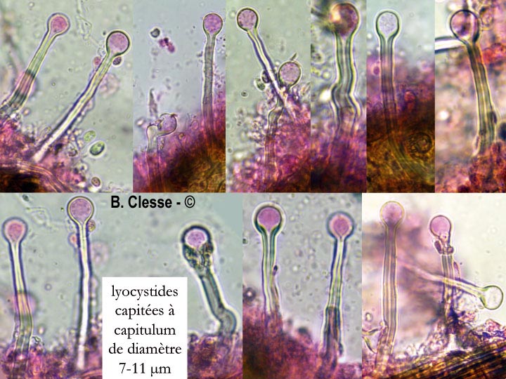 Tubulicrinis accedens