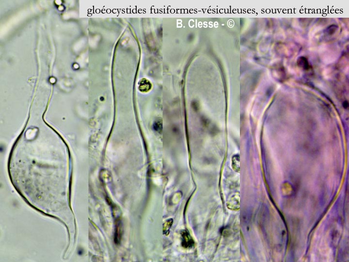 Vesiculomyces citrinus (Gloiothele citrina, Gloeocystidiellum citrinum)