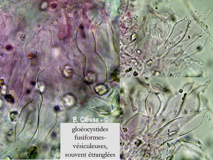 Vesiculomyces citrinus (Gloiothele citrina, Gloeocystidiellum citrinum)