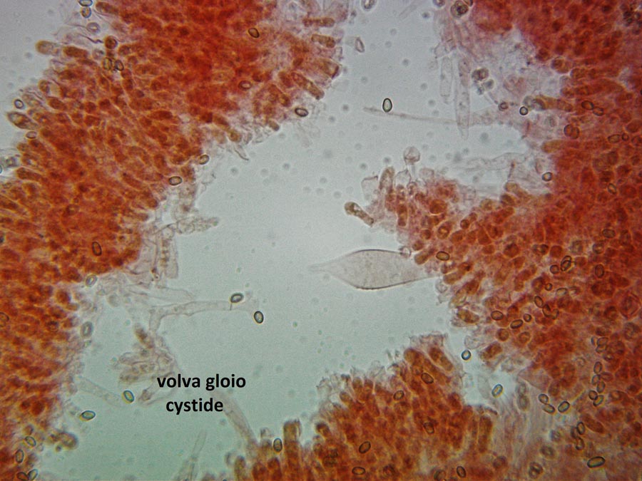 Volvariella gloiocephala (Volvopluteus gloiocephalus)
