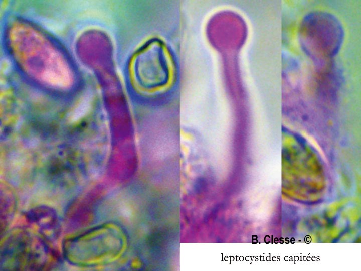 Xenasma pulverulentum