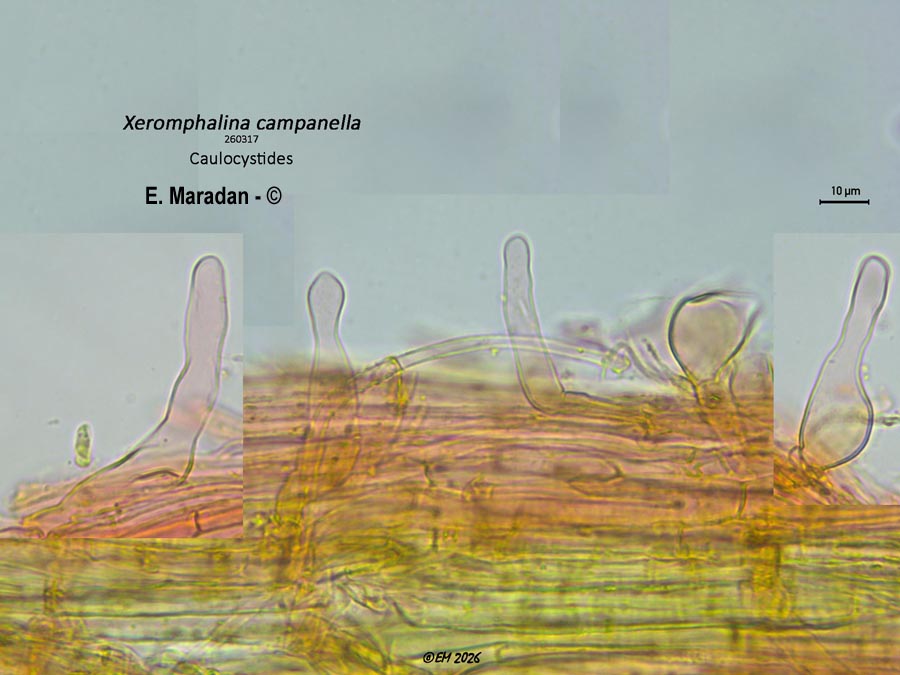 Xeromphalina campanella