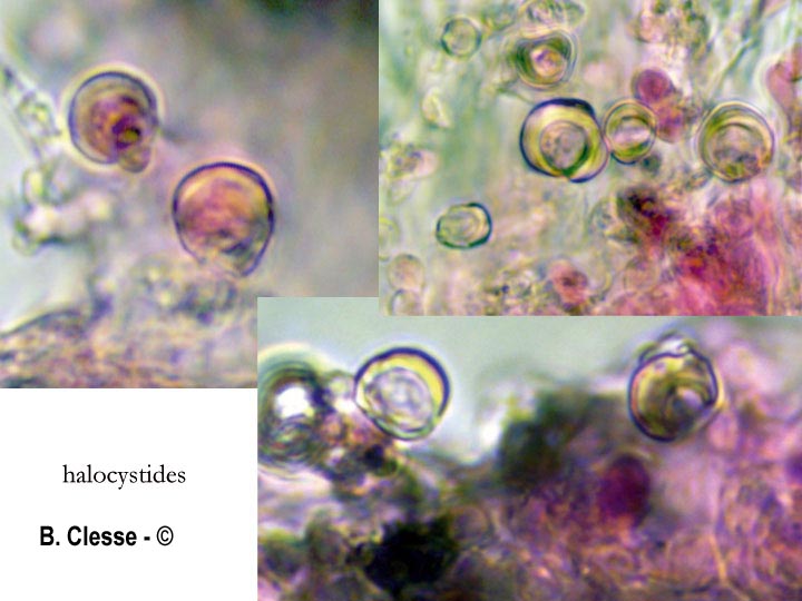 Xylodon raduloides (Schizopora radula)