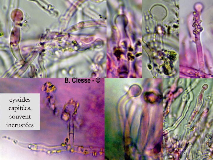 Xylodon raduloides (Schizopora radula)