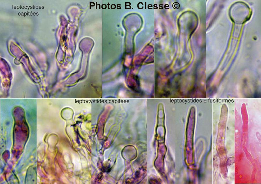 Lyomyces sambuci (Xylodon sambuci, Rogersella sambuci)