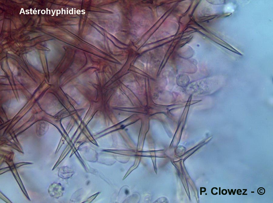 Asterostroma ochroleucum