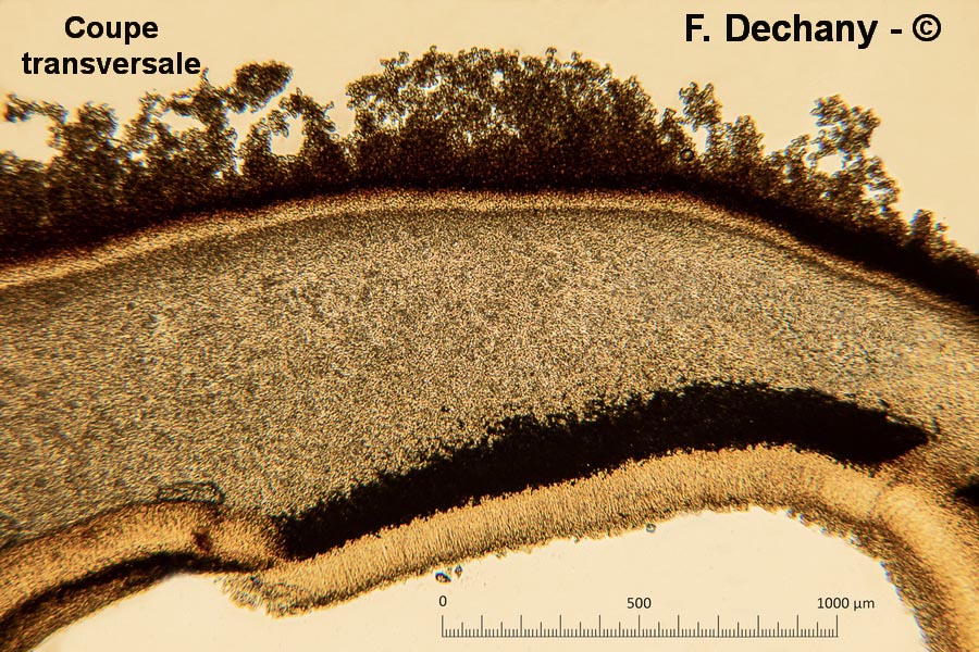 Encoelia furfuracea