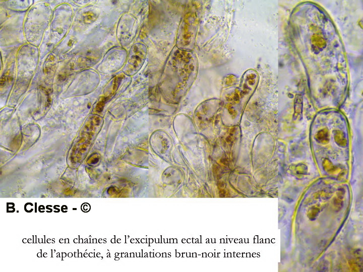 Helvella acetabulum (Paxina acetabulum)