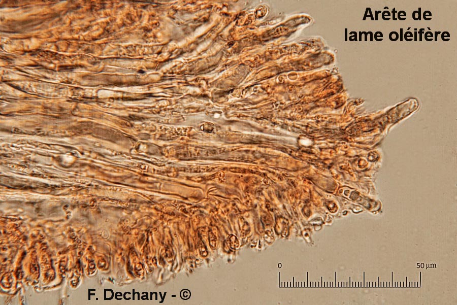 Lentinellus castoreus (Lentinellus castoreus f. ochropallidus)
