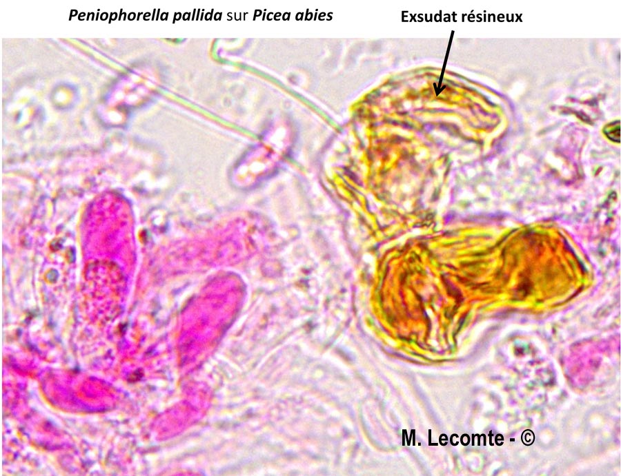 Peniophorella pallida (Hyphoderma pallidum)