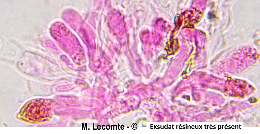 Peniophorella pallida (Hyphoderma pallidum)