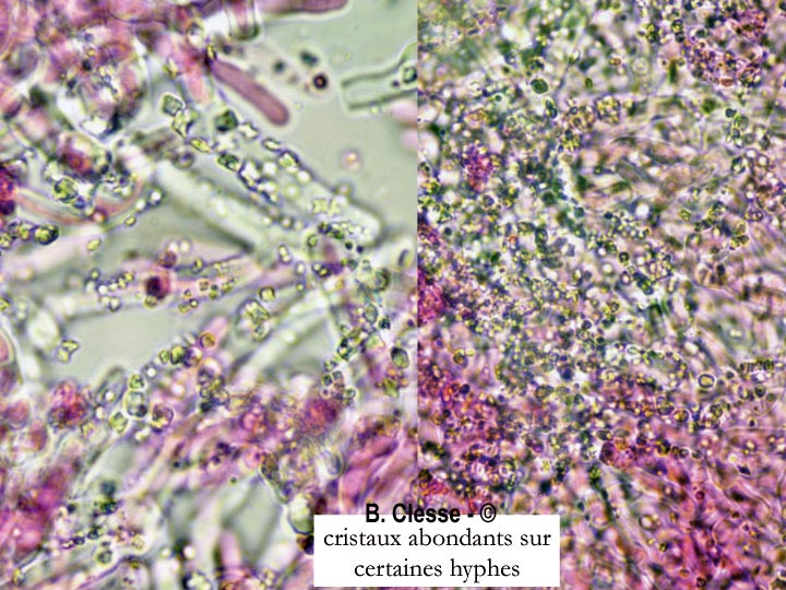 Phanerochaete sordida