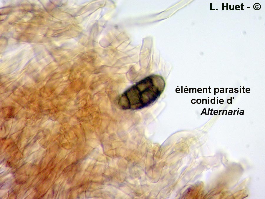 Phellinus tuberculosus