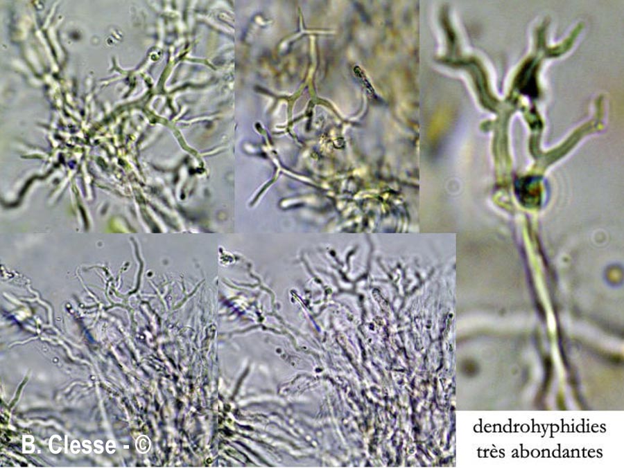 Scytinostroma hemidichophyticum (Scytinostroma portentosum)
