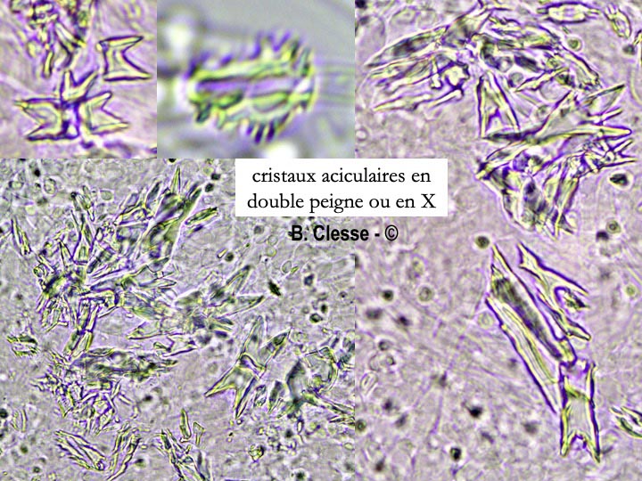 Trechispora cohaerens