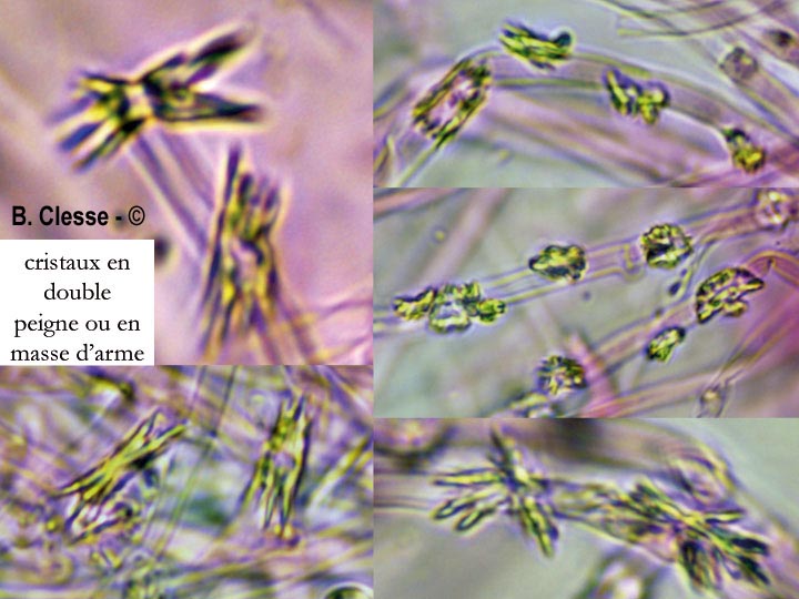 Trechispora cohaerens