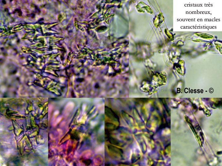 Trechispora cohaerens