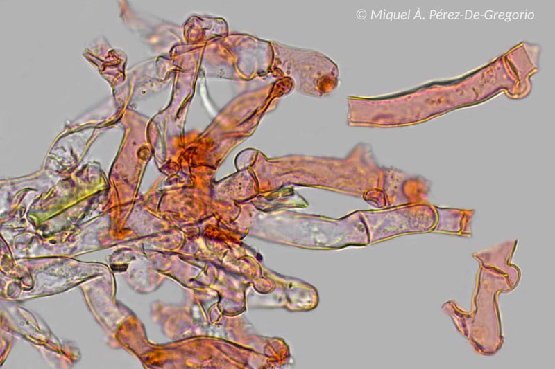 Botryobasidium subcoronatum