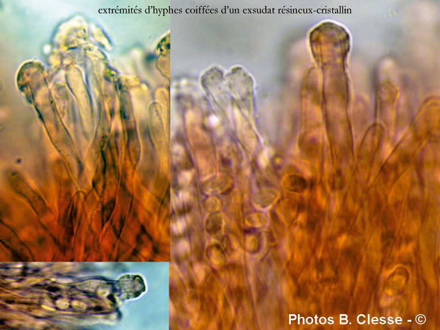 Oxyporus latemarginatus (Emmia latemarginata)