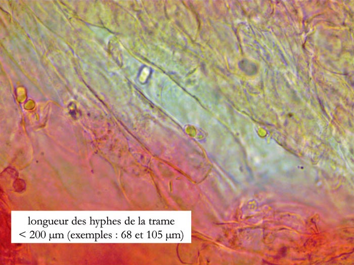 Hygrocybe aurantiolutescens