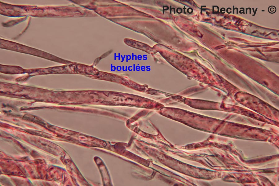 Hygrocybe pseudoconica