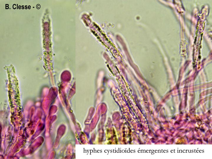 Hyphodermella densa
