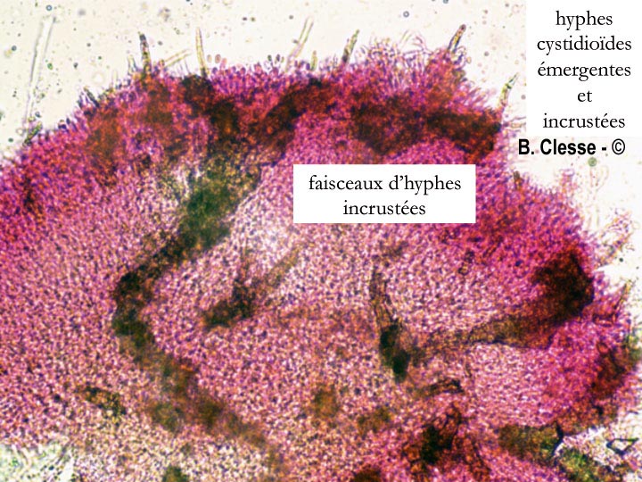 Hyphodermella densa
