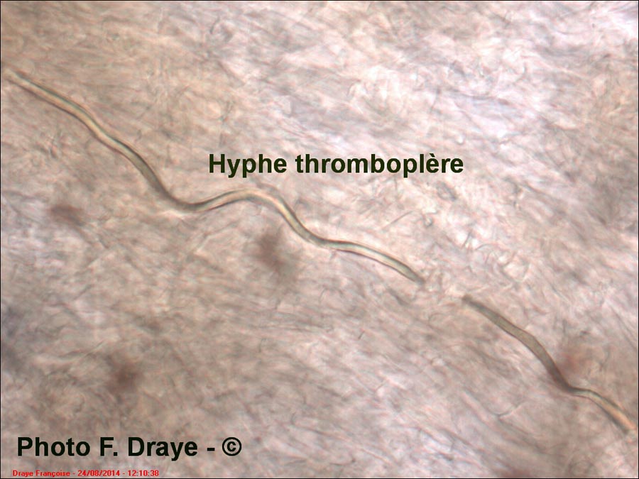 Hypholoma ericaeoides