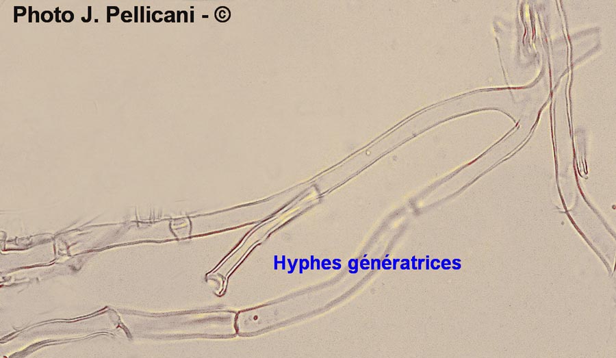 Laetiporus sulphureus