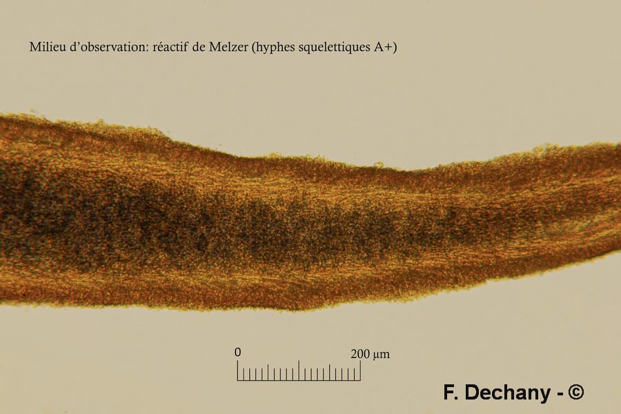 Lentinellus castoreus (Lentinellus castoreus f. ochropallidus)