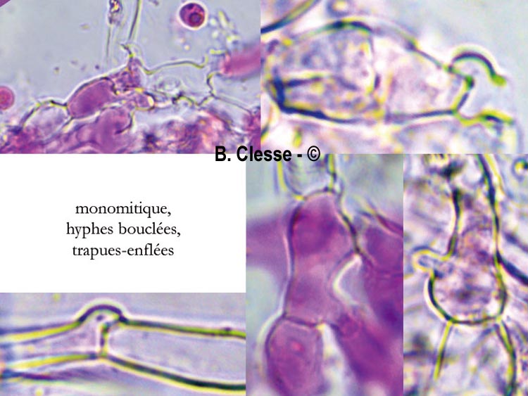 Brevicellicium olivascens
